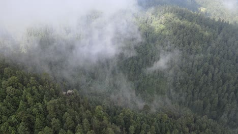 Panoramic-view-of-forest-in-a-foggy-day-at-morning