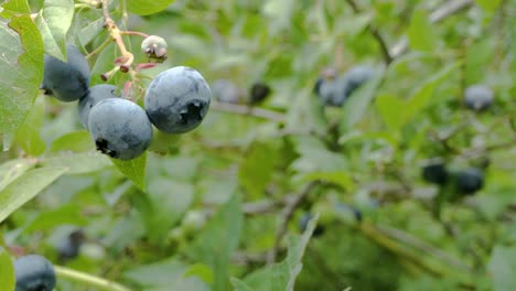 Close-up-left-to-right-trucking-shot-of-ripe-organic-blueberries-on-bush