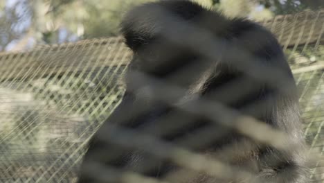 Large-relaxed-primate-monkey-sitting-behind-wire-mesh-fence-enclosure
