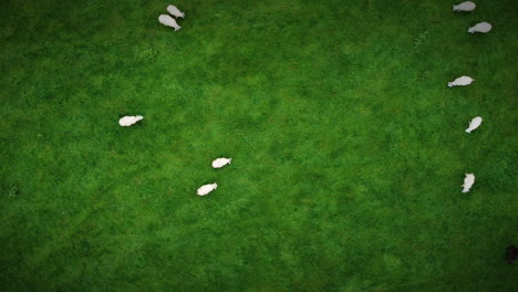 Aerial-shot-of-a-flock-of-sheep,-top-down-moving-left-to-right