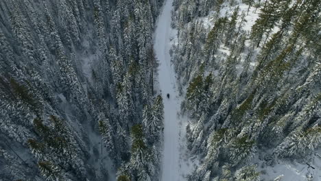 Rising-aerial-shot-of-snowmobile-driving-along-narrow-road-through-forest,-4K