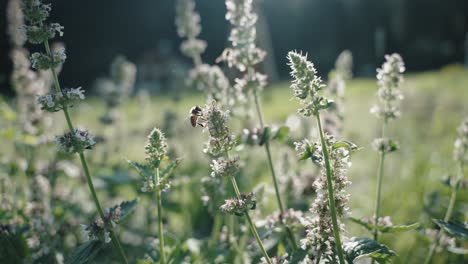 Biene-Kurz-Nach-Sonnenaufgang-Auf-Einer-Blume,-Die-Zur-Nächsten-Weiterfliegt