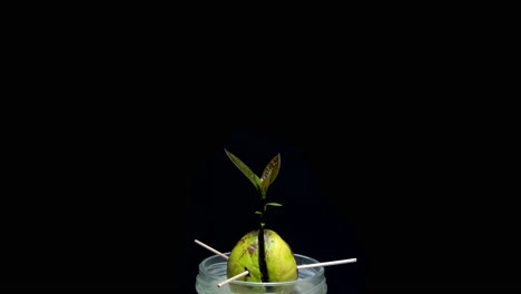Avocado-seed-time-lapse-growing-fast-with-leaves-indoors-with-black-dark-background