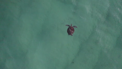 4k-Drone-top-view-of-a-lonely-sea-turtle-in-a-clear-blue-ocean-in-Australia