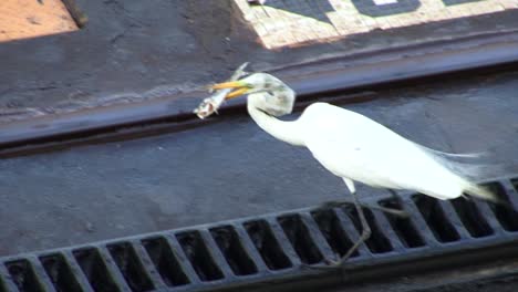 Great-Egret-carrying-her-catch-on-the-Gatun-Locks