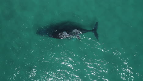 4k-Top-view-drone-shot-of-a-mother-and-baby-humpback-whale-swimming-together-in-the-ocean-sea-in-Australia