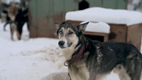 Excited-heterochromia-eyed-sled-dog-patiently-waits-at-kennel-to-pull-sled
