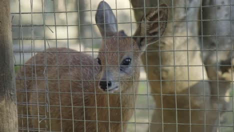 Tiny-baby-fawn-deer-watching-behind-metal-mesh-zoo-fence-enclosure