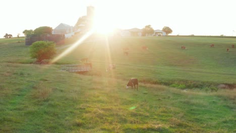 Rinder-Bei-Sonnenaufgang
