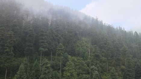 Pull-front-and-up-view-of-forest-at-morning-in-a-foggy-day-at-mountain