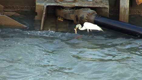 Great-Egret-catching-fish-at-Panama-Canal-locks,-Gatun-Locks