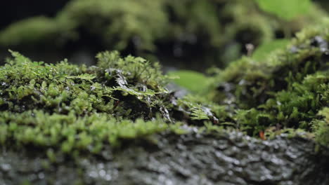 Water-droplets-rolling-off-of-fern-leaf-on-hillside-after-rain-in-forest