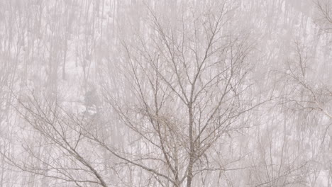 Snow-Covering-Forest-Trees-During-Snowstorm-In-Gifu,-Japan