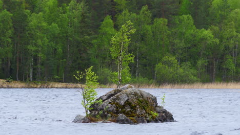 Lonely-small-islet-in-the-water-that-looks-like-podium-with-three-different-size-birch-trees