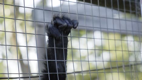 Single-monkey-paw-grabbing-hold-of-metal-cage-wire-mesh-fence