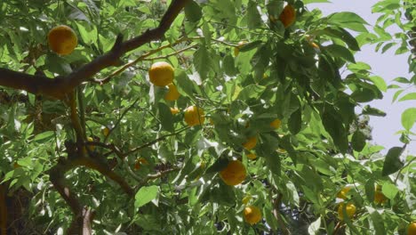 Orangenbaum-In-Der-Sonne
