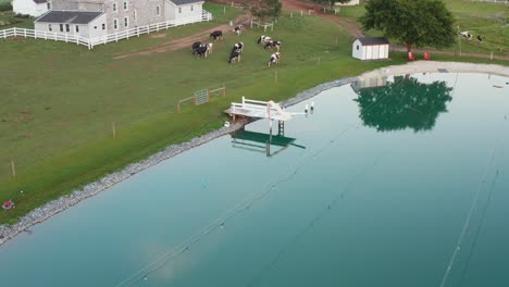 Aerial-tilt-up-reveals-Amish-farm-and-dairy-cows-by-pond,-farm-buildings