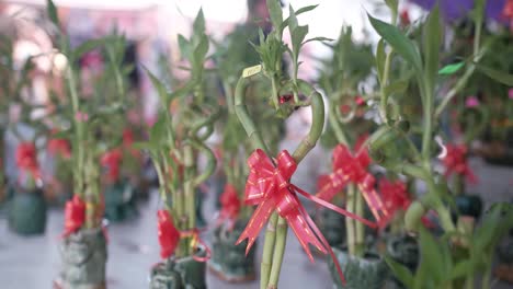Plantas-De-Corazón-En-Exhibición-En-El-Mercado-Abierto