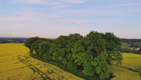 árboles-Verdes-En-El-Campo-De-Colza-En-Flor-Amarilla-En-Polonia,-Toma-De-Revelación-Aérea