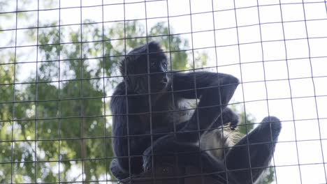 Mono-Macaco-Peludo-Rascándose-La-Espalda-Sentado-Detrás-De-Una-Cerca-De-Malla-De-Alambre-Del-Zoológico