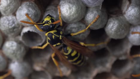 Macro-of-European-paper-wasp-sitting-on-the-nest