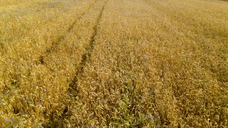 Organic-Farmland-With-Golden-Crops-On-Harvesting-Season-In-Czeczewo,-Poland