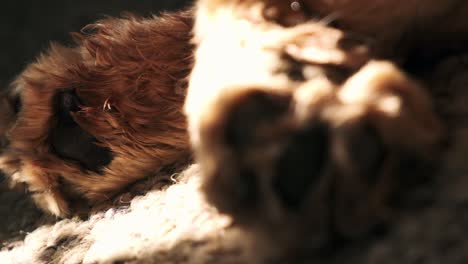Hairy-dog-paws-closeup-lying-asleep-in-morning-sunlight-from-living-room-window-focus-shift