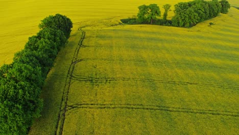 Vista-Panorámica-Del-Floreciente-Campo-De-Colza-En-El-Sur-De-Polonia