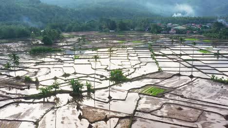 Luftaufnahme-Von-Reisfeldern-Zum-Anpflanzen-Von-Reis-In-Southern-Leyte-Auf-Den-Philippinen