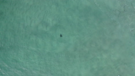4k-Drone-shot-of-a-lonely-sea-turtle-in-the-turquoise-ocean-water