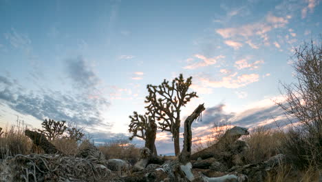 Joshua-tree-and-the-bones-of-older-trees-dead-in-the-Mojave-Desert's-harsh-climate---tilt-up-time-lapse-at-sunset