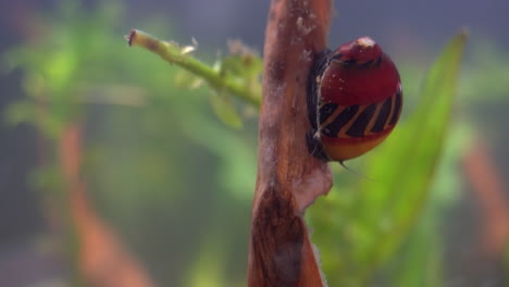 Red-Racer-Nerite-Snail--climbs-down-submerged-branch