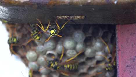 European-paper-wasp-sitting-on-a-metal-element-in-front-of-the-nest