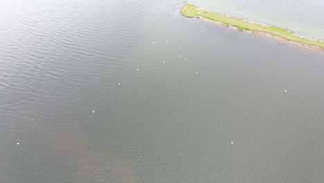 Swans-near-a-land-peninsula.-Aerial-view