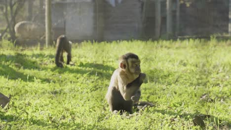 Adorable-Pequeño-Mono-Capuchino-Sentado-Buscando-Comida-En-Un-Recinto-De-Hierba-Detrás-De-Una-Valla-De-Alambre