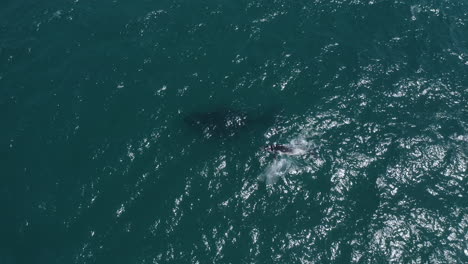 4k-Aerial-close-up-shot-of-humpback-whales-swimming-at-Byron-Bay,-Australia