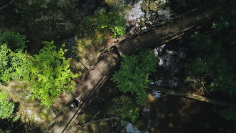 Top-down-aerial-descending-as-man-passes-over-creek-on-small-forest-bridge-,-4K