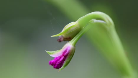 Natural-ecosystem-landscape-of-a-tiny-red-ant-running-on-the-stem-of-the-purple-Great-Willowherb-flower-bud