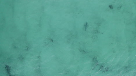 4k-Drone-shot-of-a-shark-swimming-in-the-shallow-turquoise-ocean-water-at-Byron-Bay,-Australia