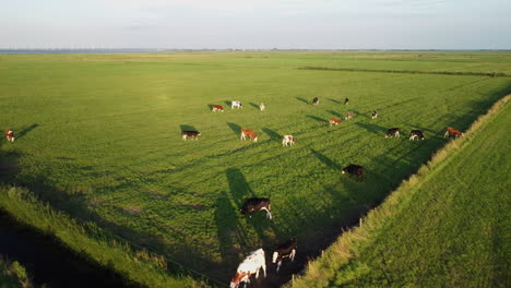 Aerial-of-cows-in-meadow,-panning,-4K