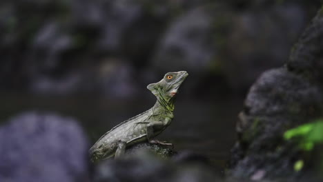 Slow-motion-shot-of-small-green-lizard-resting-on-rock-by-water-in-rain-forest