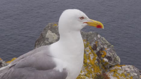 Up-Close-Shot-of-Seagull-on-a-Rock-Looking-Around-in-Islas-Cies,-Spain