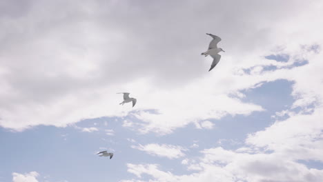 Group-Of-Seagulls-Flying-Against-Blue-Cloudy-Sky-In-Sendai,-Japan---low-angle-shot