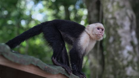 White-faced-capuchin-monkey-on-edge-of-roof-in-Manuel-de-Antonio-Costa-Rica