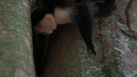 Panamanian-white-faced-capuchin-monkey-searching-tree-for-something,-Costa-Rica