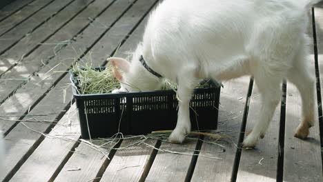 White-Goat-Eating-Grass-From-A-Basket-At-Sendai,-Miyagi,-Japan