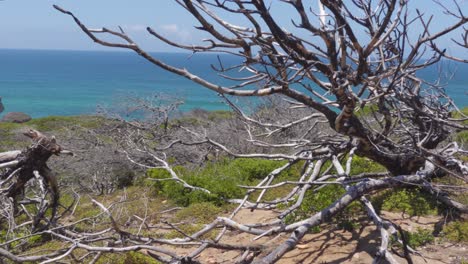 A-Remnant-Trees-from-Past-Wildfires-by-the-Beautiful-Portuguese-Coastline-with-Atlantic-Ocean-in-the-Background