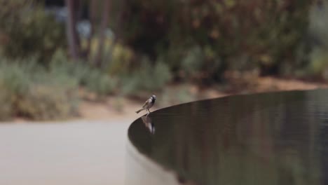 Small-Bird-Drinking-Water-On-Edge-Of-Waterfall---selective-focus
