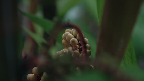 Makroaufnahme-Von-Pokeweed-Pflanzen-Mit-Bunten-Beeren-Im-Regenwald-Dschungel,-Costa-Rica