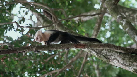 Rotating-slow-motion-shot-of-white-faced-capuchin-monkey-in-tree-looking-down